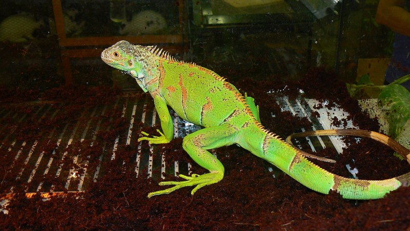 Ultratherm Viv Strip 23